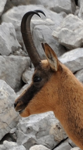 Camoscio d''Abruzzo Rupicapra pyrenaica ornata